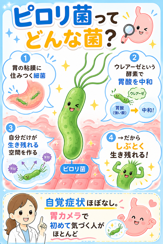 ピロリ菌ってどんな菌？