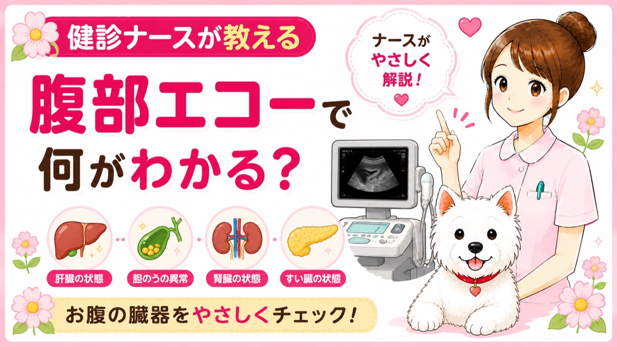 【人間ドックQ&A】エコー検査（超音波）って何を見てるの？現役ナースが検査の流れと結果の読み方を解説🌸