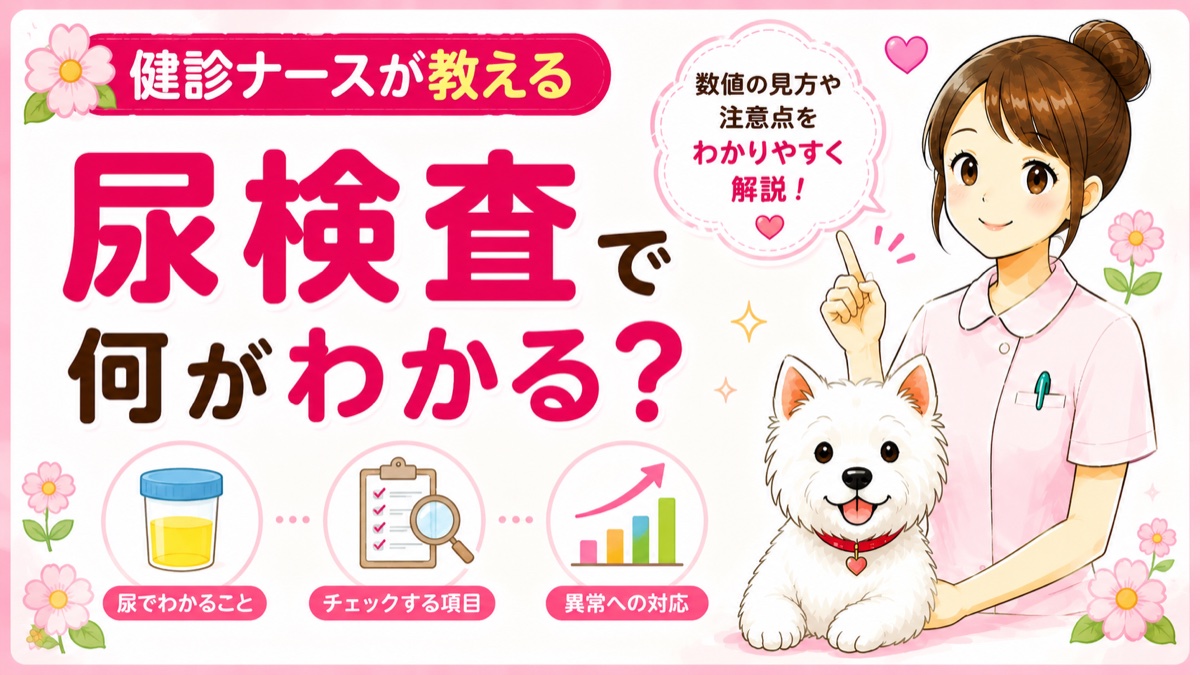 【人間ドックQ&A】尿検査で何がわかるの？「＋（プラス）」が出たときの意味を現役ナースがやさしく解説🌸